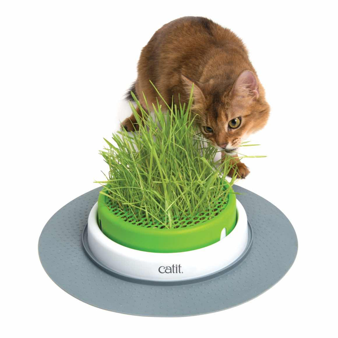 Catit Senses 2.0 Grass Planter Apple Green/White for Cats - 1 Unit